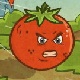 Cà chua nổi giận